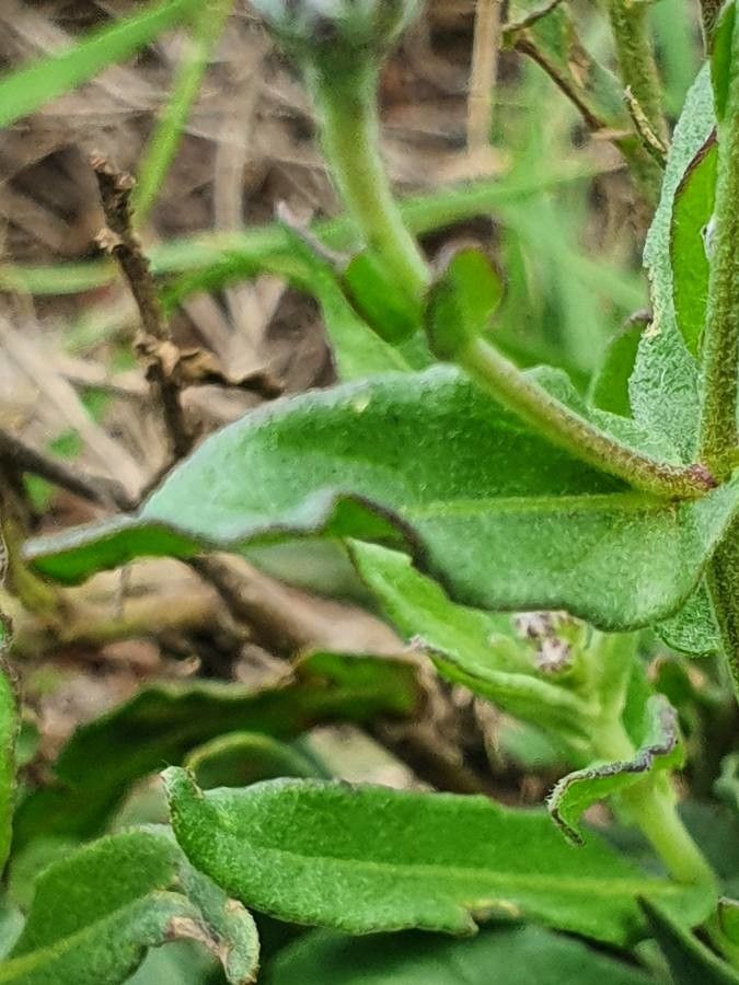 Vernonia popeana — houseplant care guide