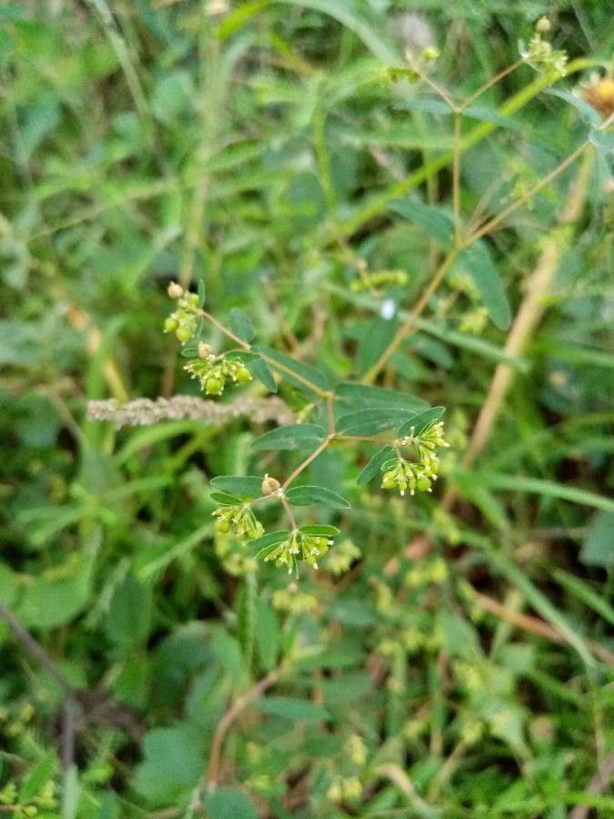 Euphorbia hyssopifolia