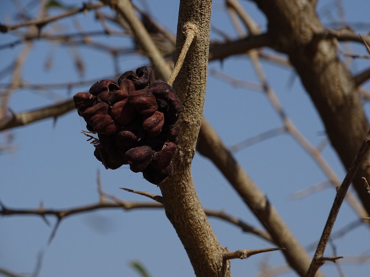 Dichrostachys cinerea fruit
