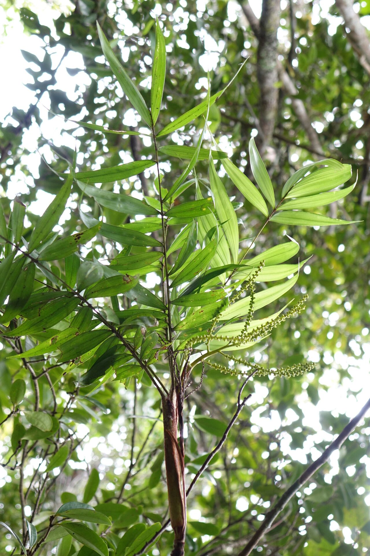 Dypsis procumbens — houseplant care guide