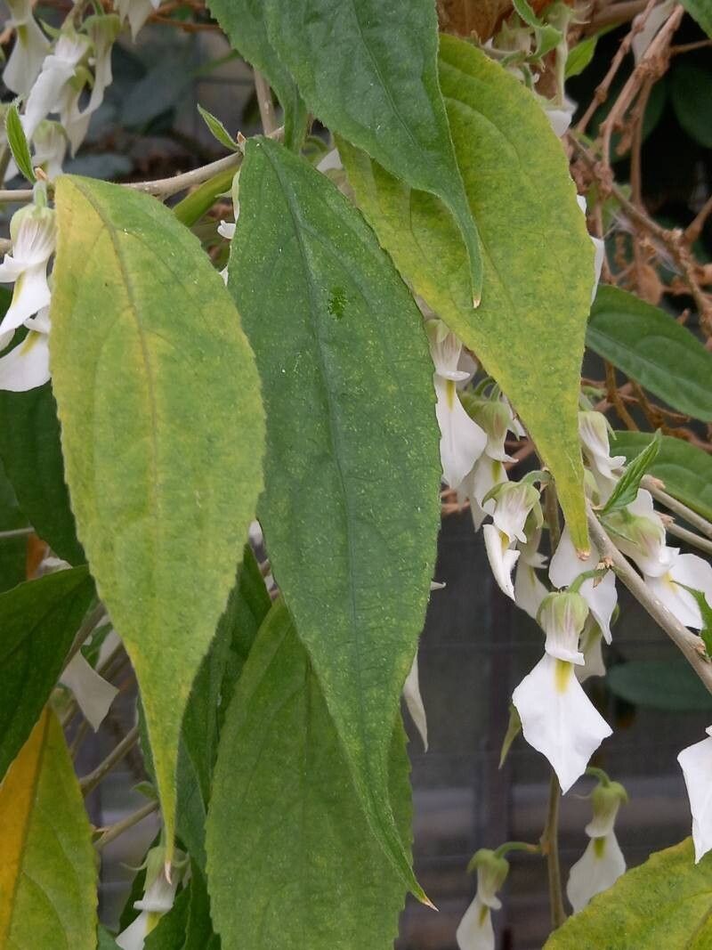 Pombalia prunifolia — houseplant care guide