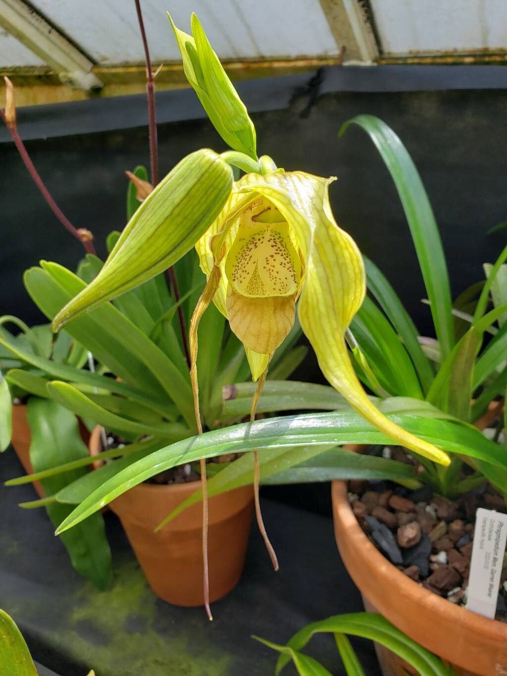 Phragmipedium pearcei — houseplant care guide