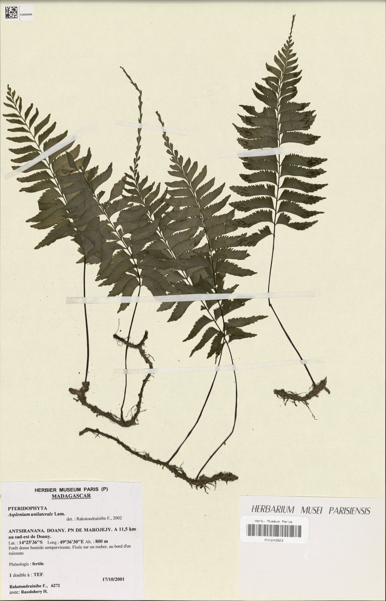 Hymenasplenium × doanyense — houseplant care guide