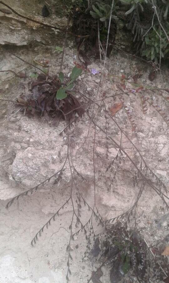 Limonium silvestrei — houseplant care guide