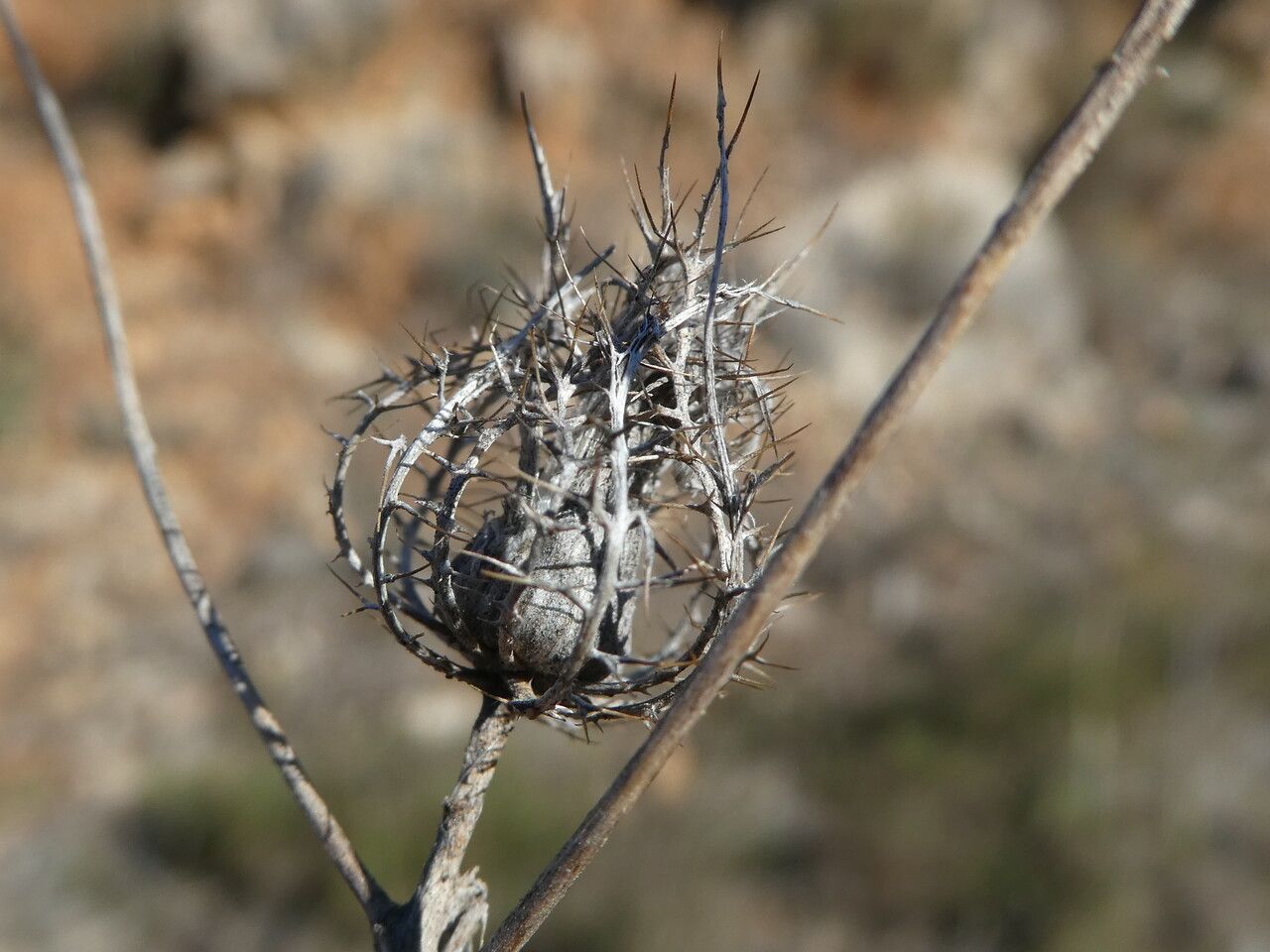 Atractylis cancellata fruit