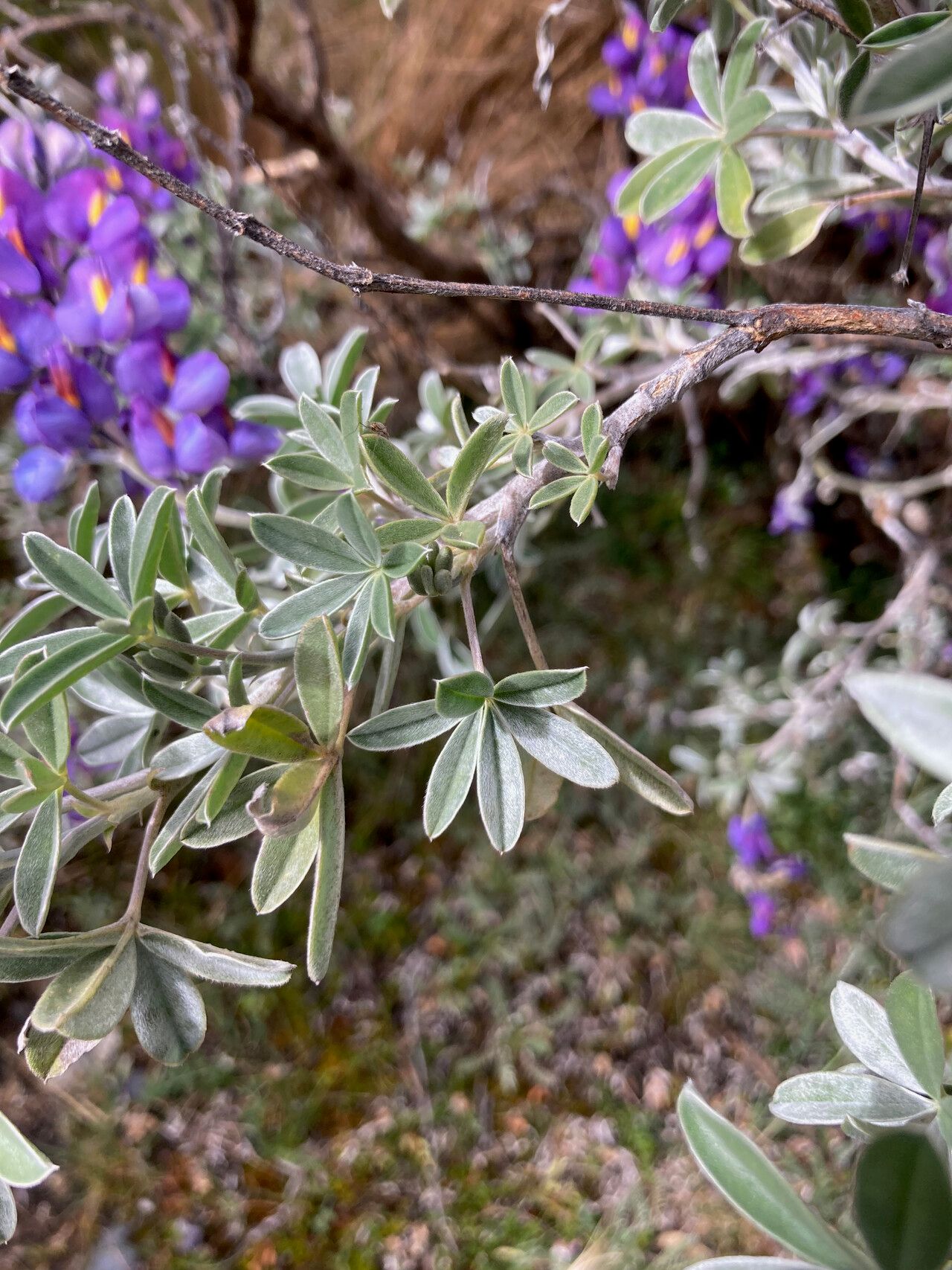 Lupinus ballianus — search result for 'Lupinus'