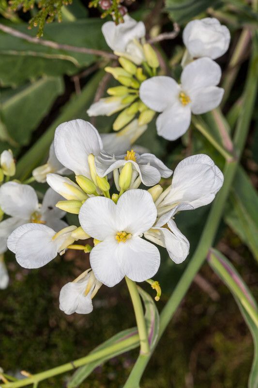 Brassica insularis flower