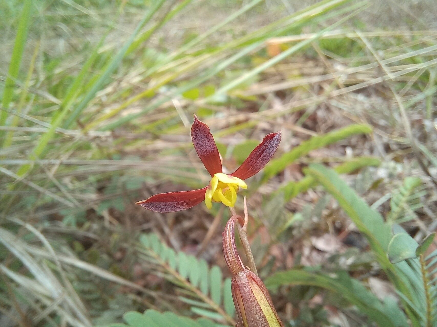 Eulophia penduliflora flower