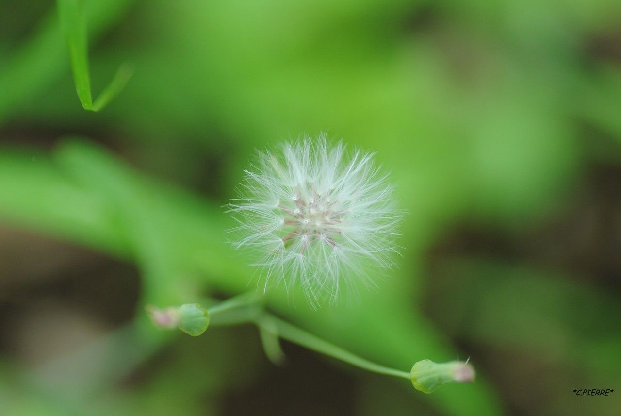 Emilia sonchifolia fruit