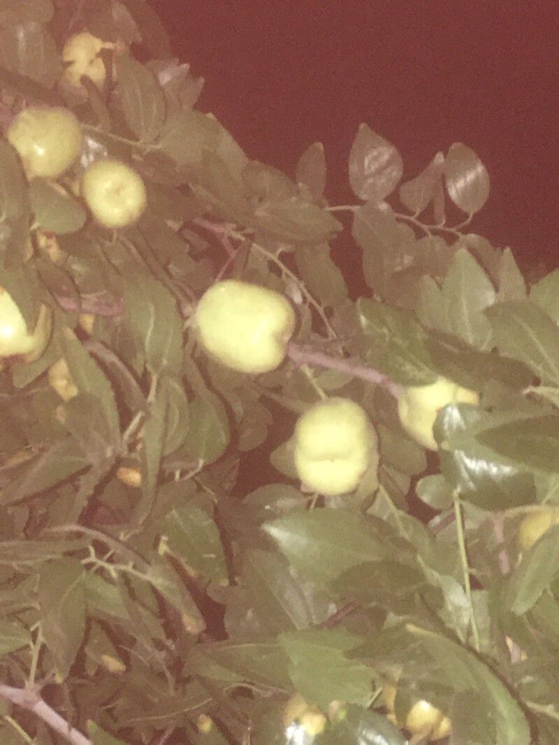 Kickxia elatine fruit