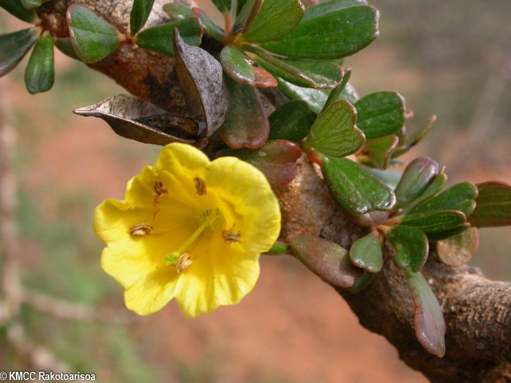 Rhigozum madagascariense — related species from the same genus