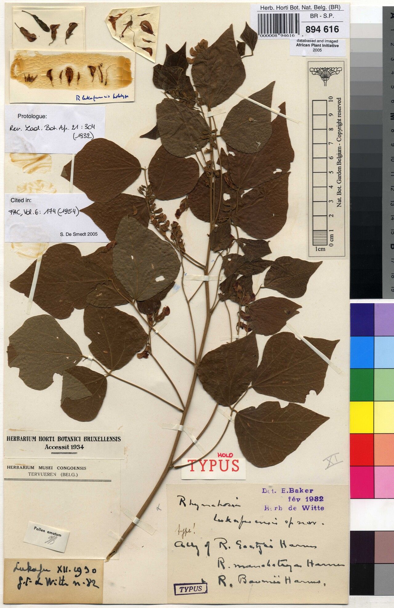 Rhynchosia lukafuensis — houseplant care guide