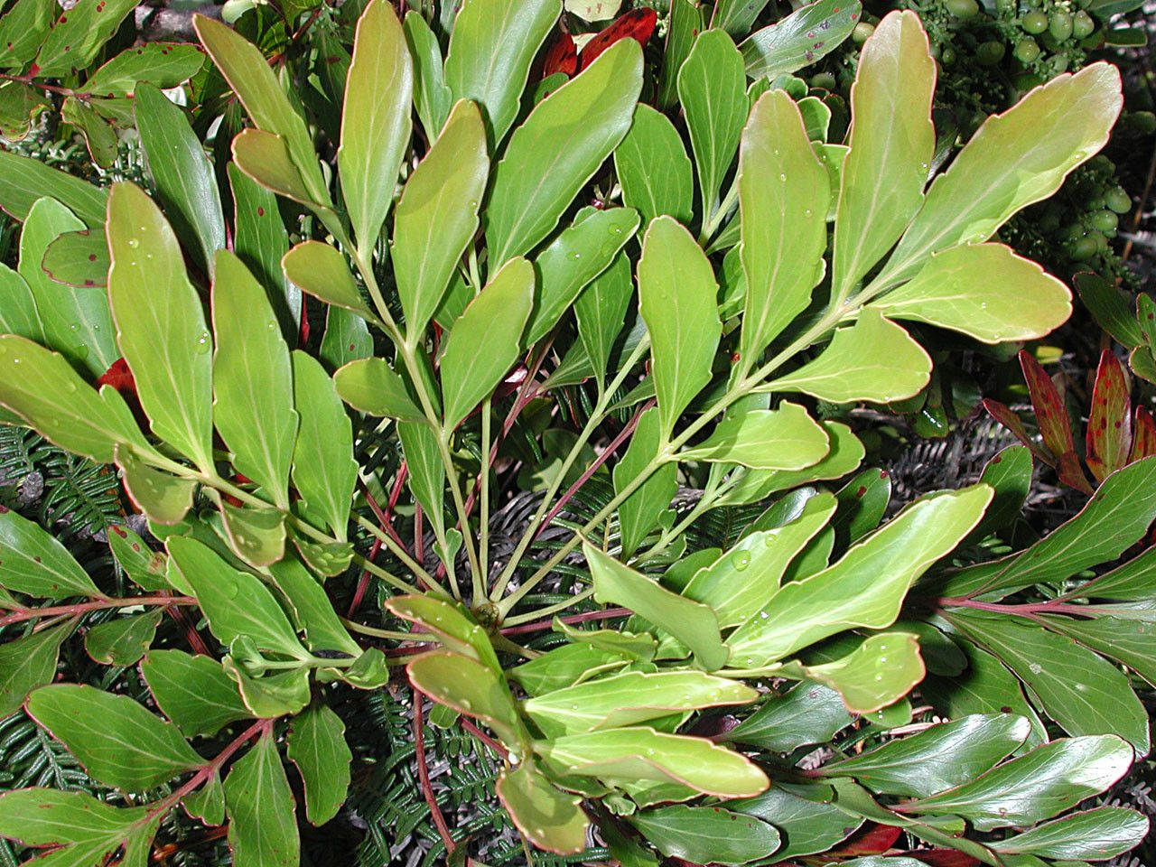 Beauprea balansae — related species from the same genus