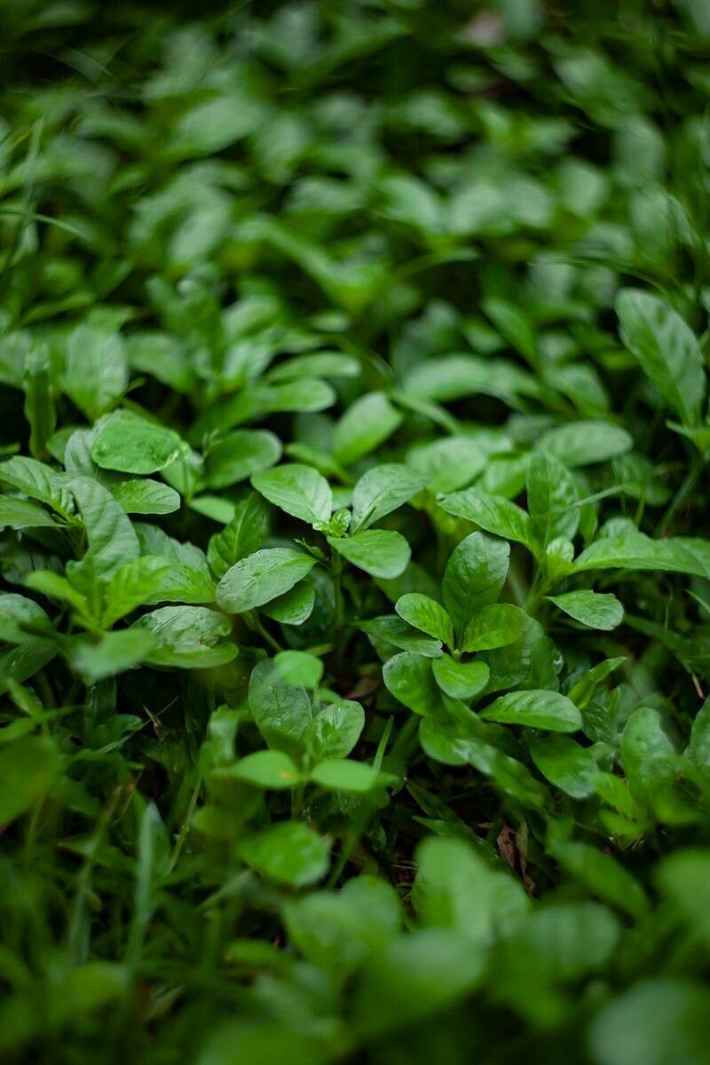 Hygrophila ringens — search result for 'Hygrophila'