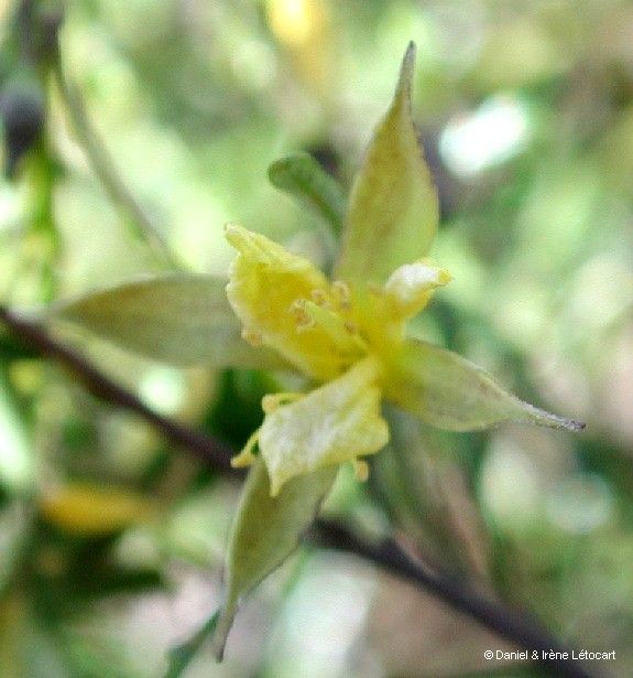 Corchorus neocaledonicus — search result for 'Corchorus'