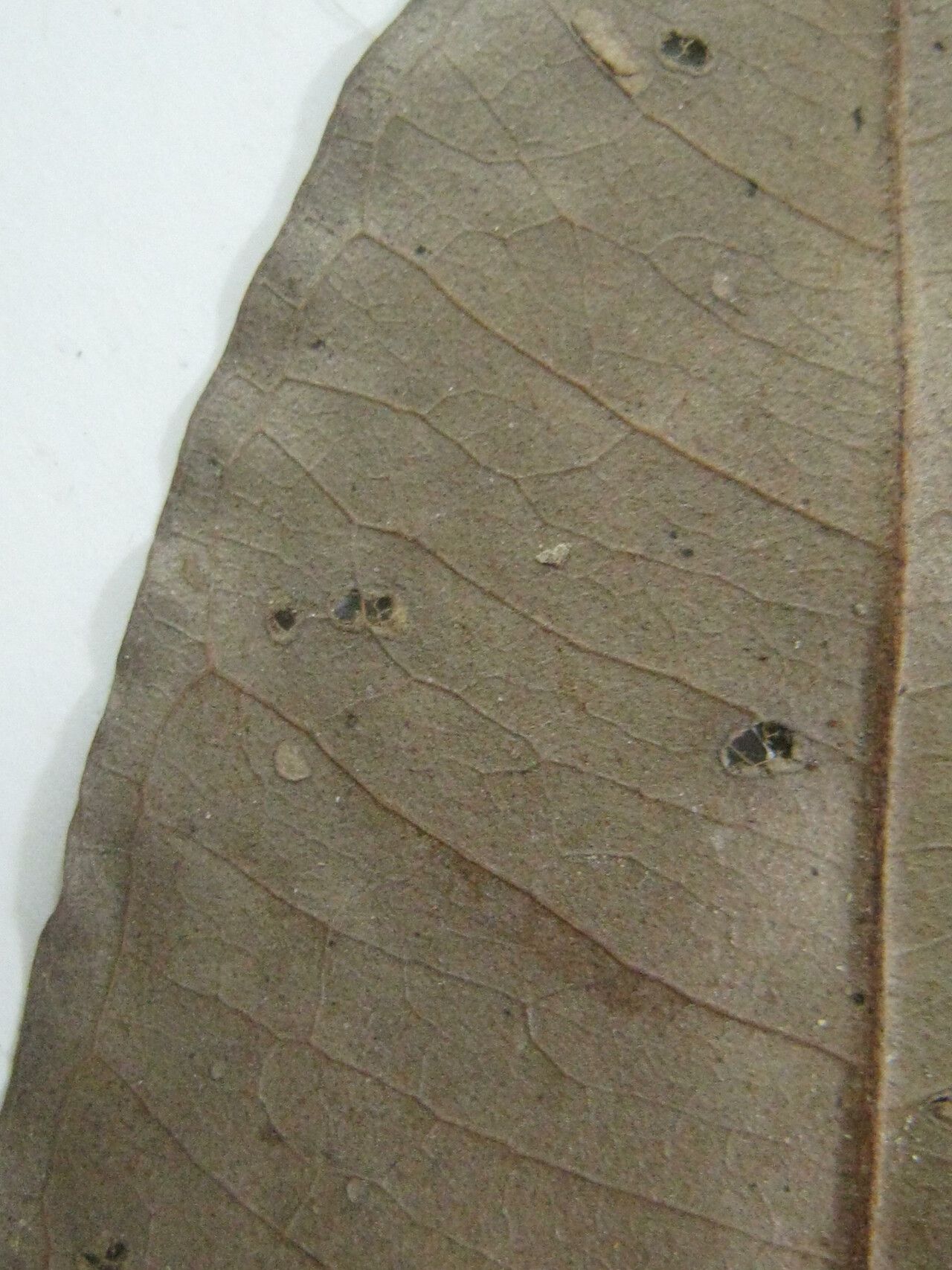 Eugenia chrysophyllum other