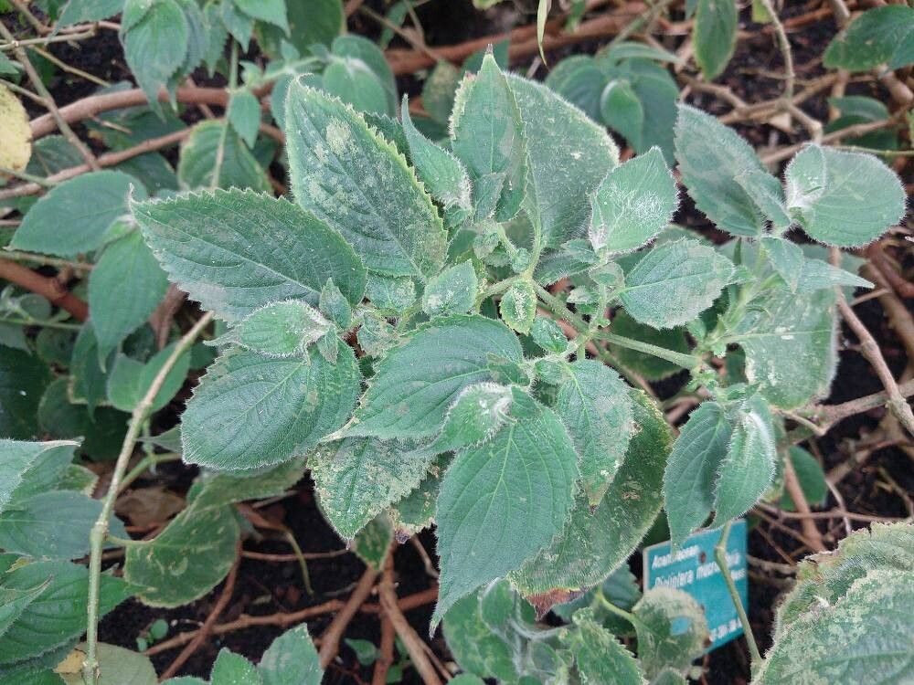 Dicliptera mucronifolia — houseplant care guide