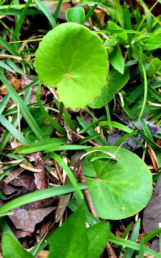 Centella erecta — related species from the same genus
