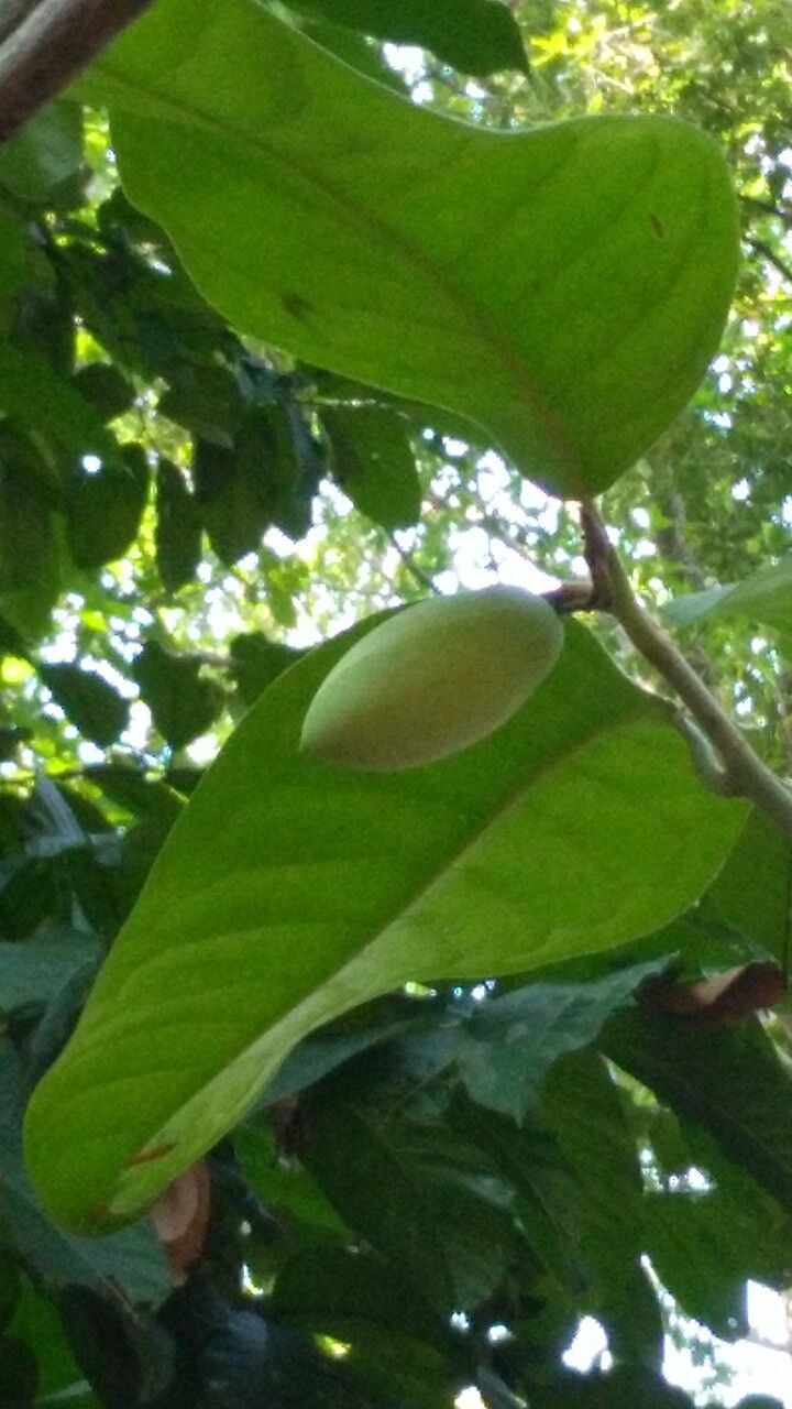 Gnetum gnemon fruit