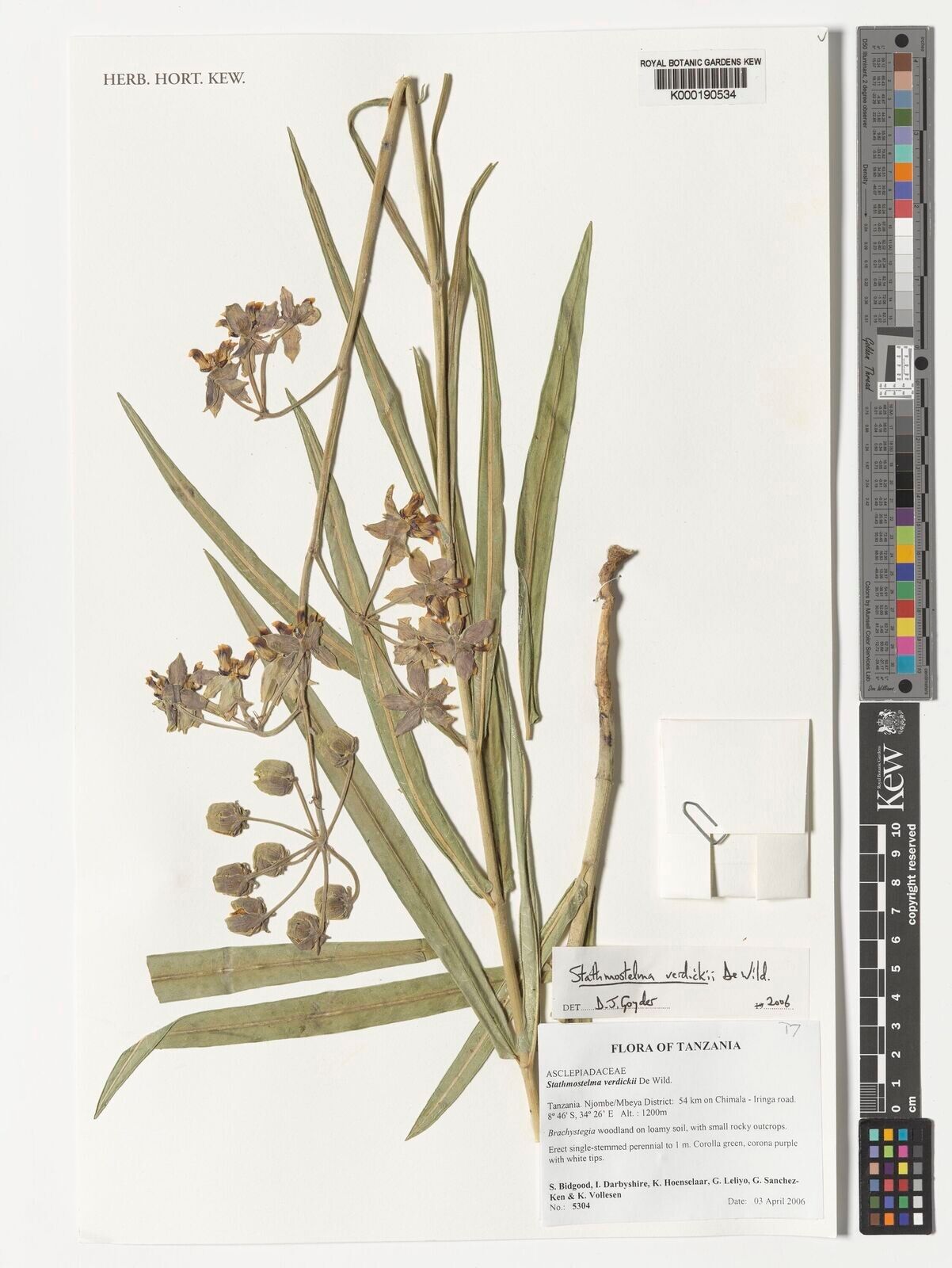 Asclepias stathmostelmoides — search result for 'Asclepias'