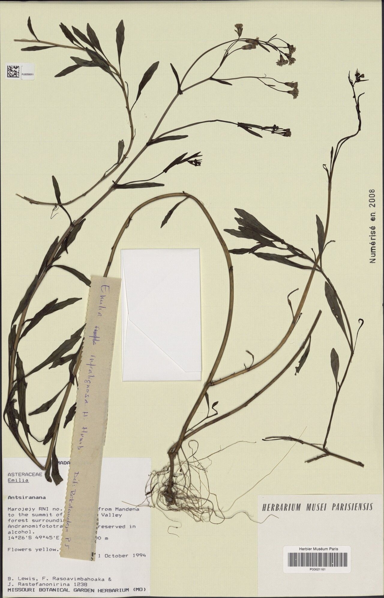 Emilia infralignosa — houseplant care guide