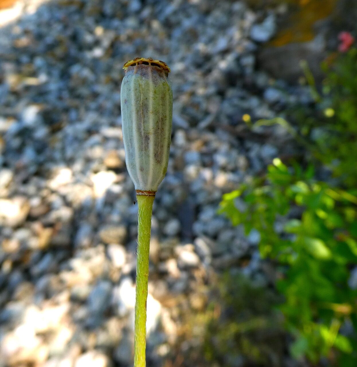 Papaver dubium fruit