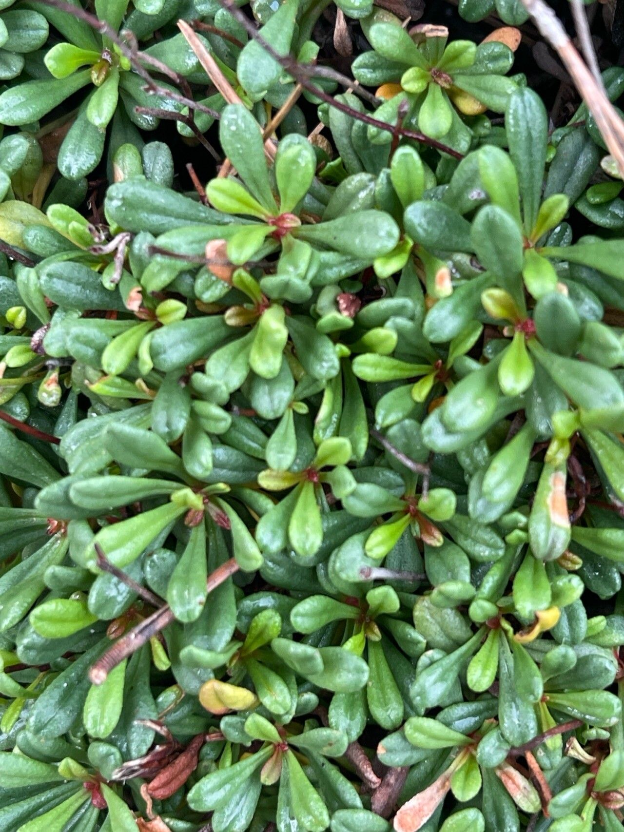 Limonium cosyrense leaf