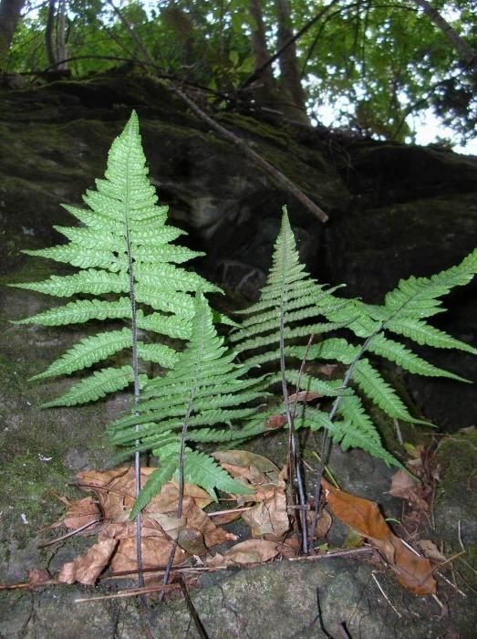 Deparia petersenii habit
