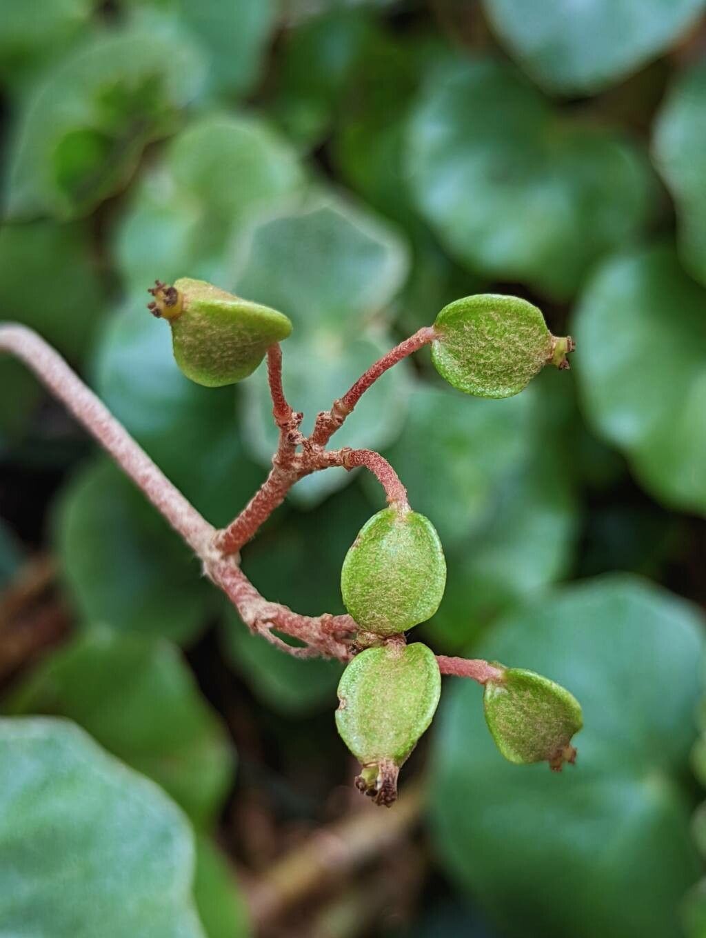 Begonia venosa fruit