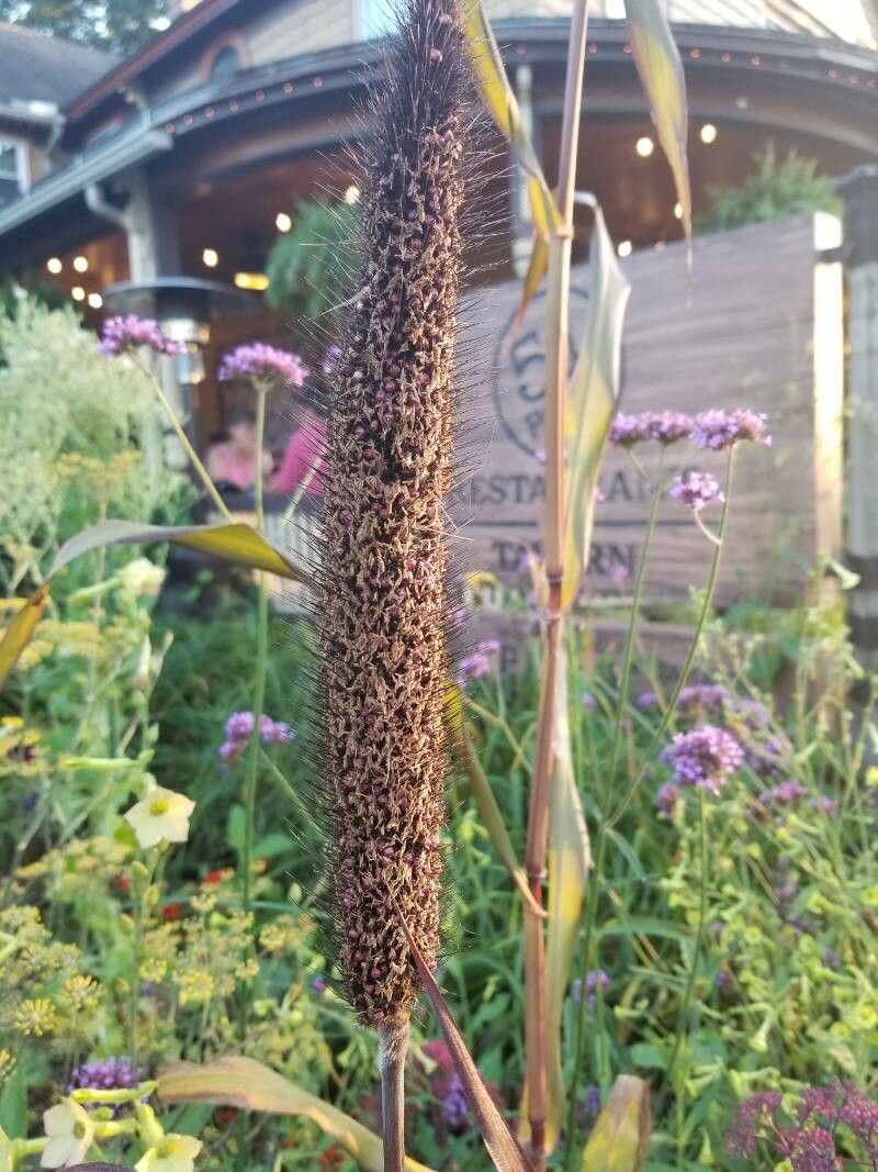 Pennisetum glaucum fruit