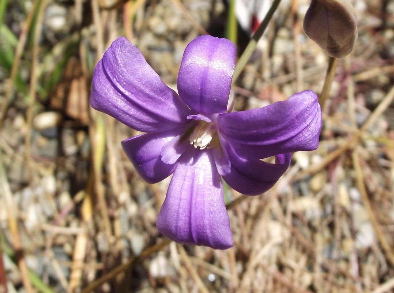 Brodiaea kinkiensis flower