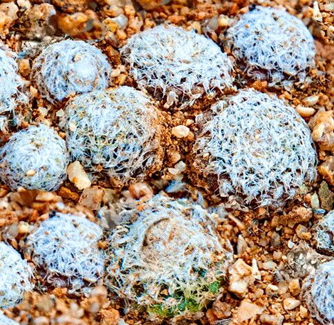 Copiapoa laui — houseplant care guide