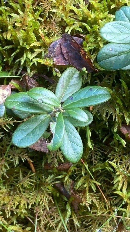 Vaccinium vitis-idaea — search result for 'Alaska'