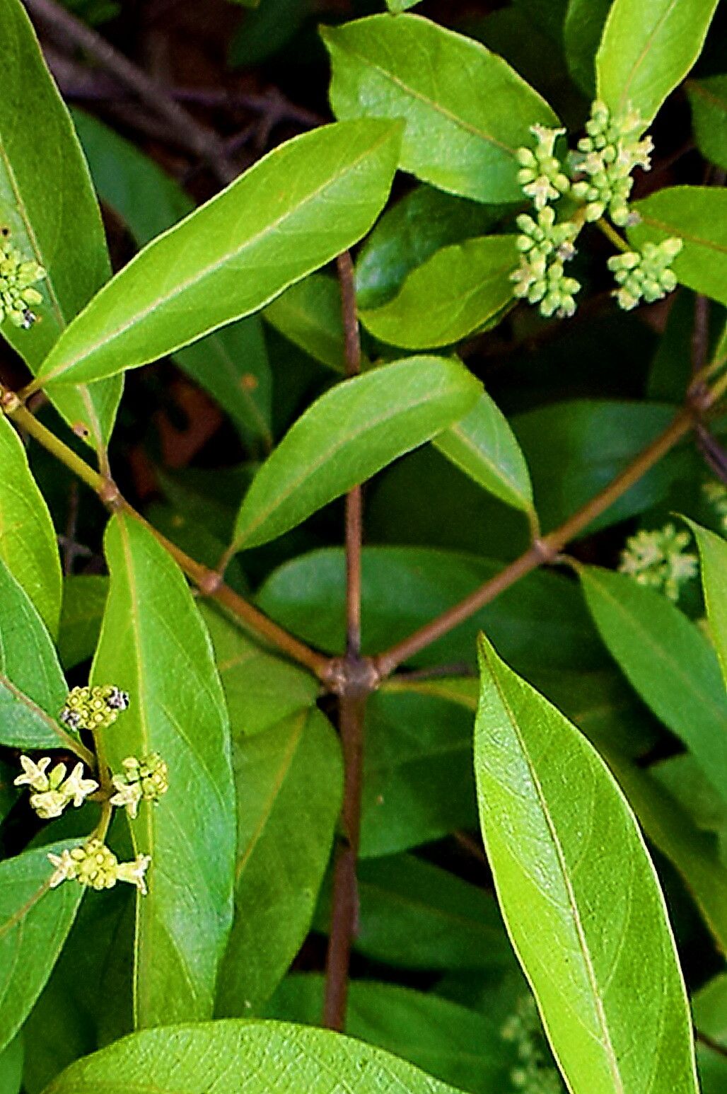 Gynochthodes umbellata — houseplant care guide
