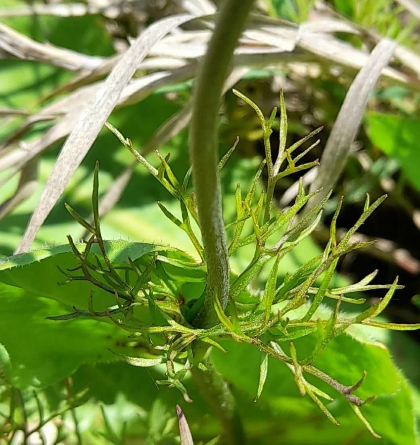 Anemone decapetala leaf