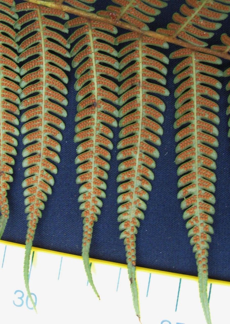 Cyathea poeppigii other