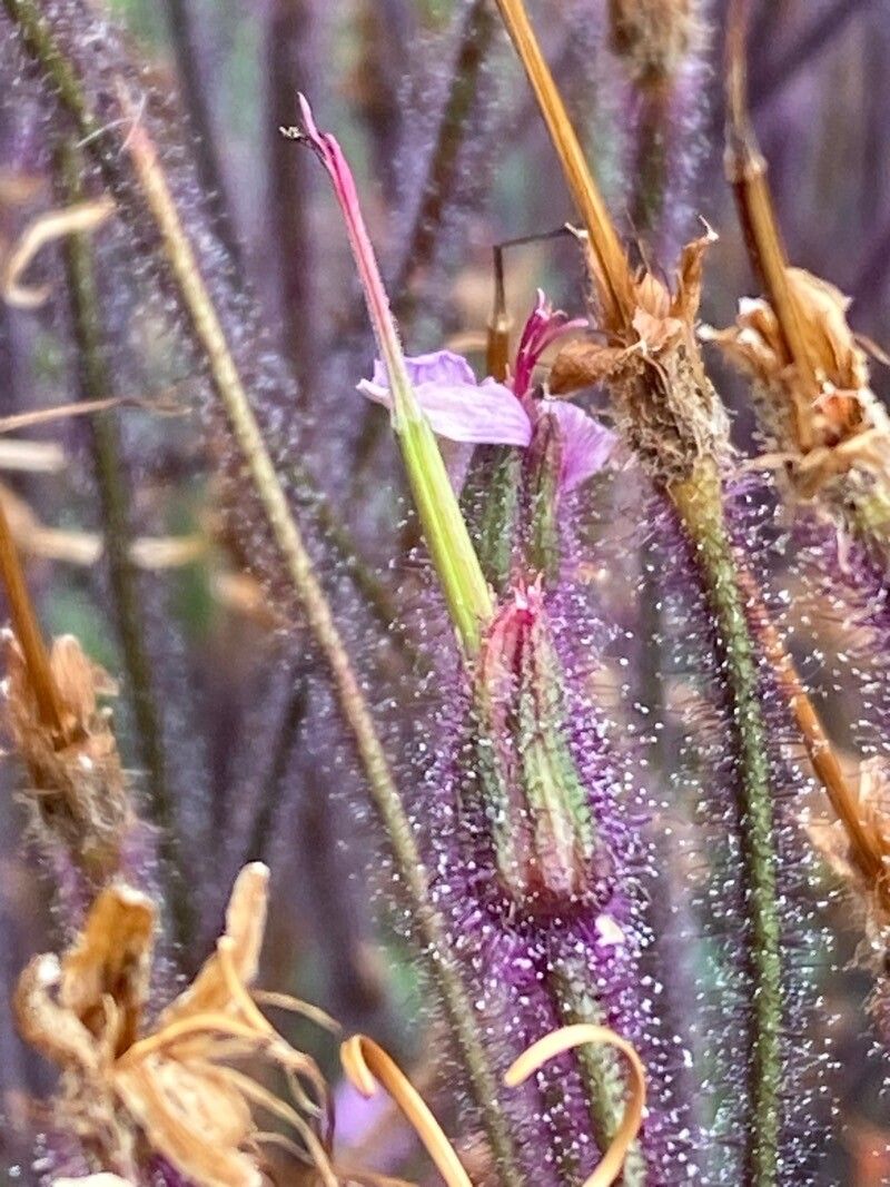 Geranium maderense fruit