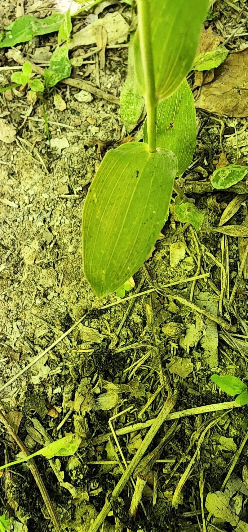 Epipactis persica — search result for 'Epipactis'