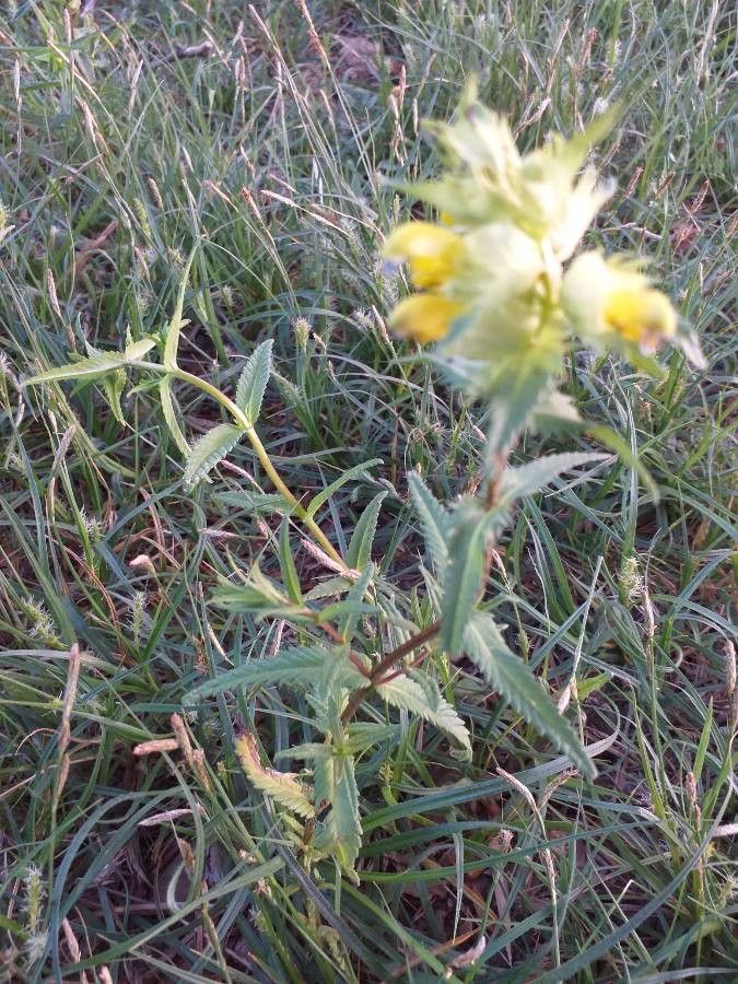 Rhinanthus angustifolius leaf