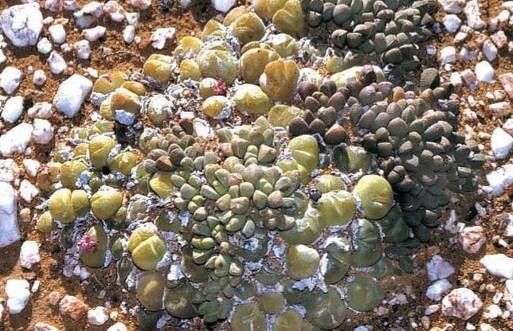 Gibbaeum pilosulum habit