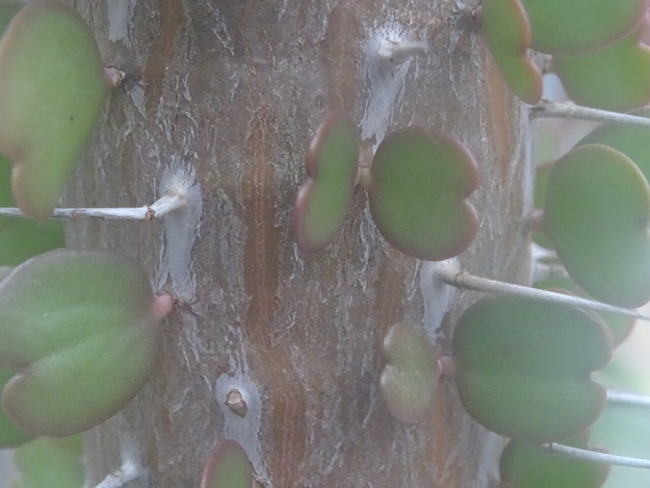Alluaudia ascendens bark