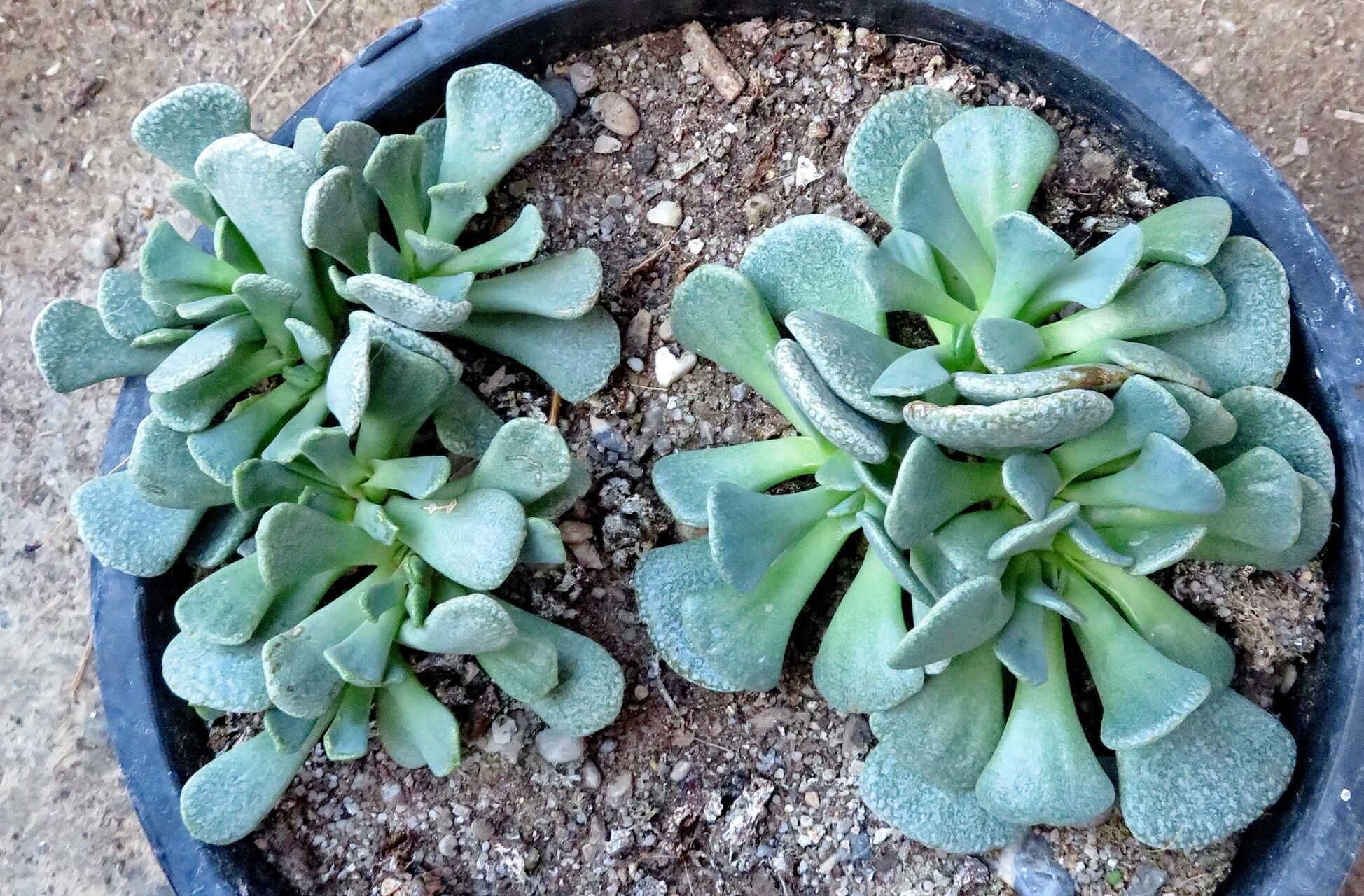Aloinopsis spathulata habit