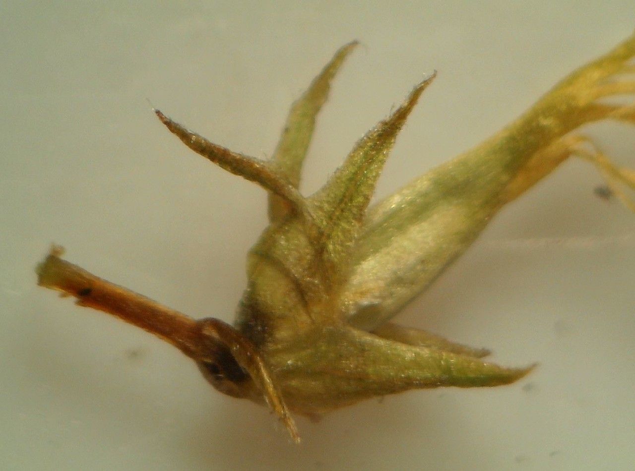 Genista micrantha fruit