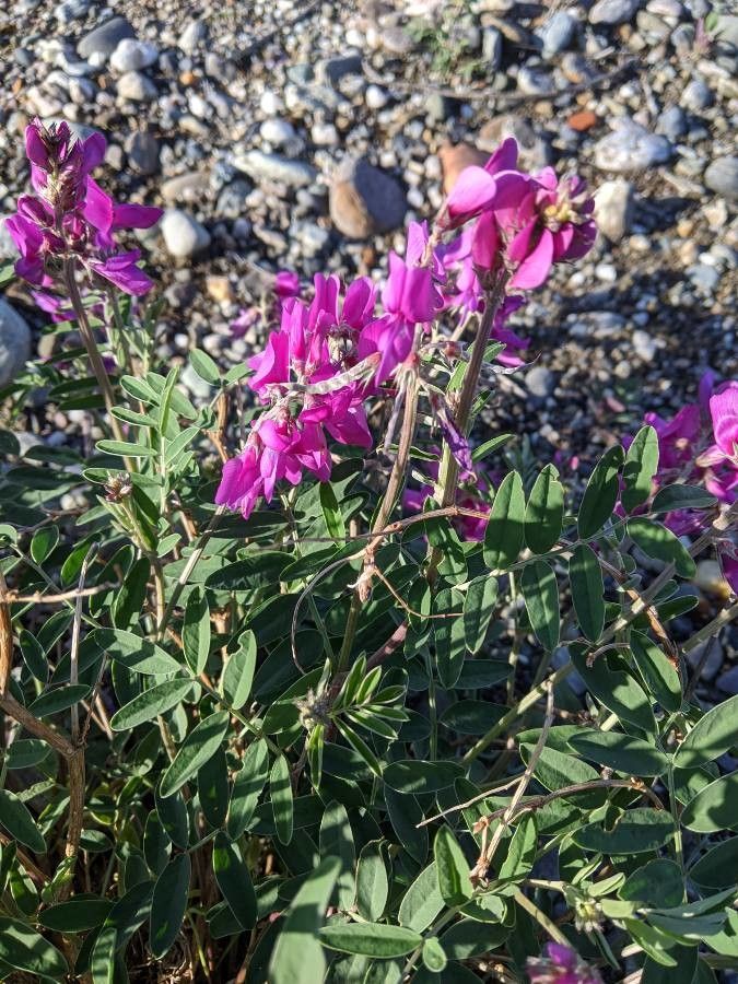 Hedysarum alpinum flower