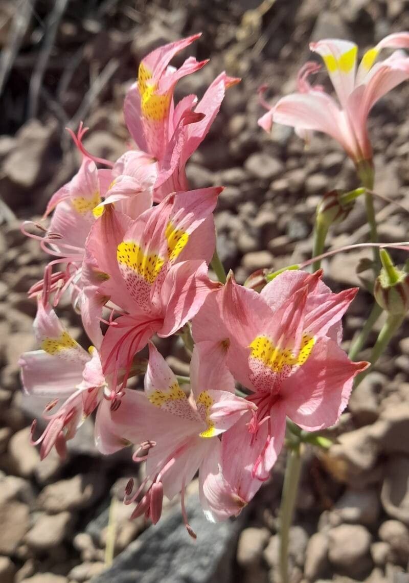 Alstroemeria pallida — search result for 'Alstroemeria'