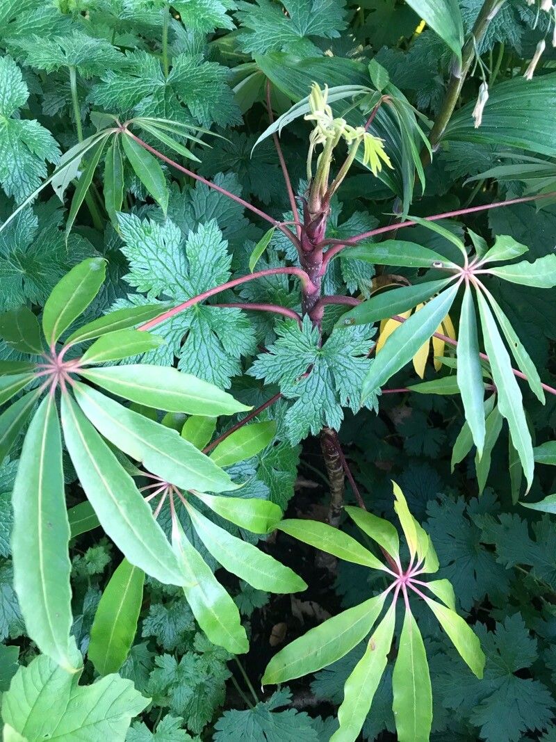 Heptapleurum taiwanianum bark