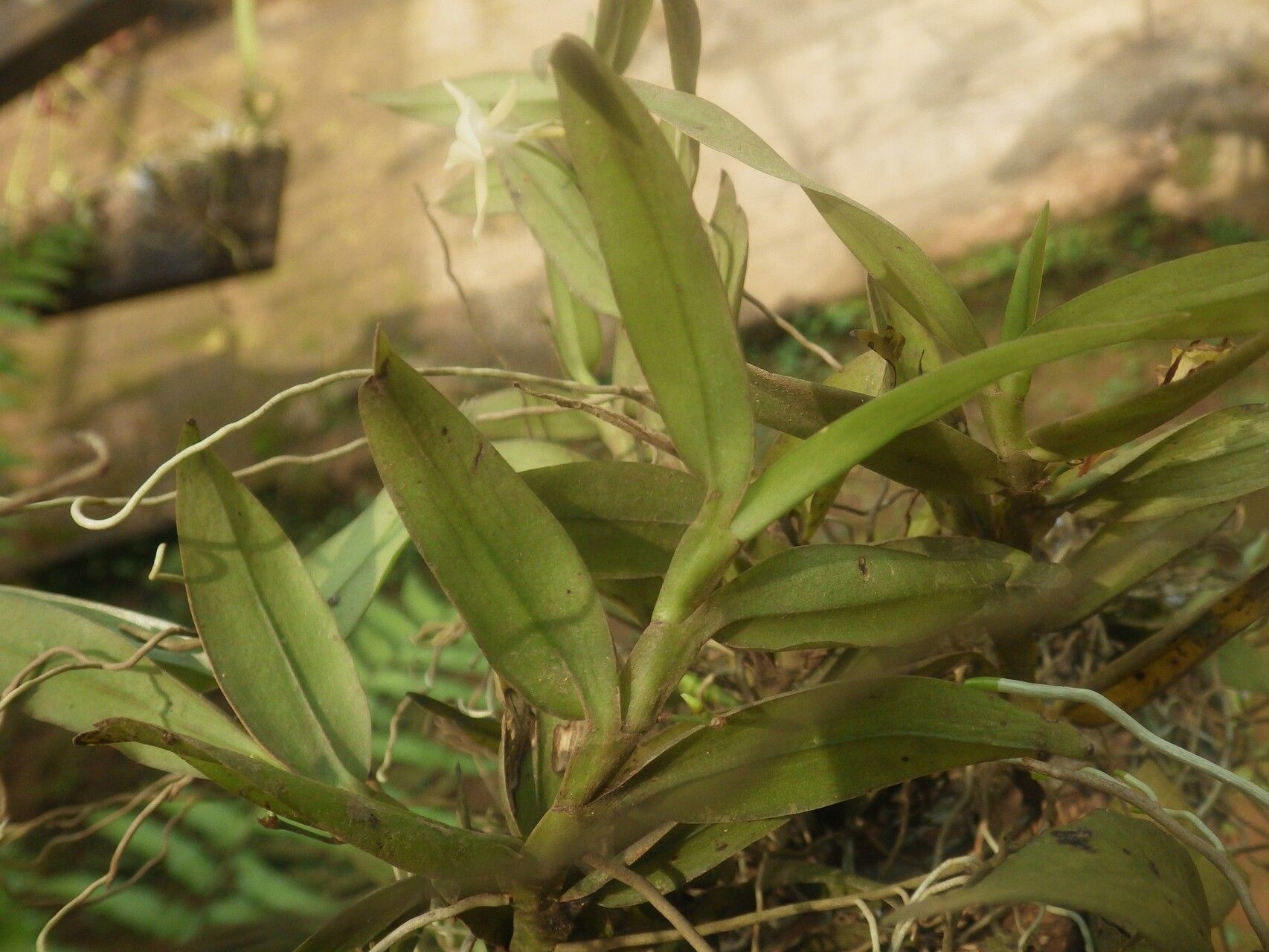 Angraecum angustipetalum — houseplant care guide