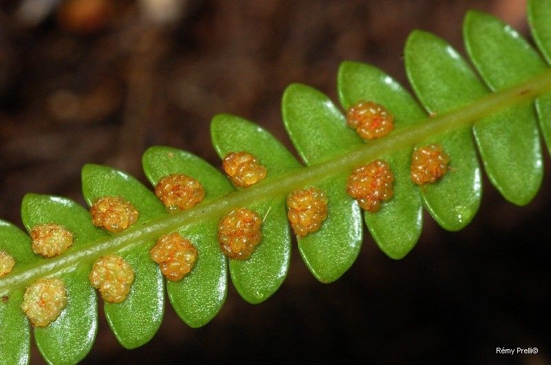 Stromatopteris moniliformis — houseplant care guide