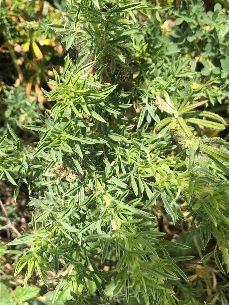 Adenocarpus hispanicus — search result for 'Portugal'