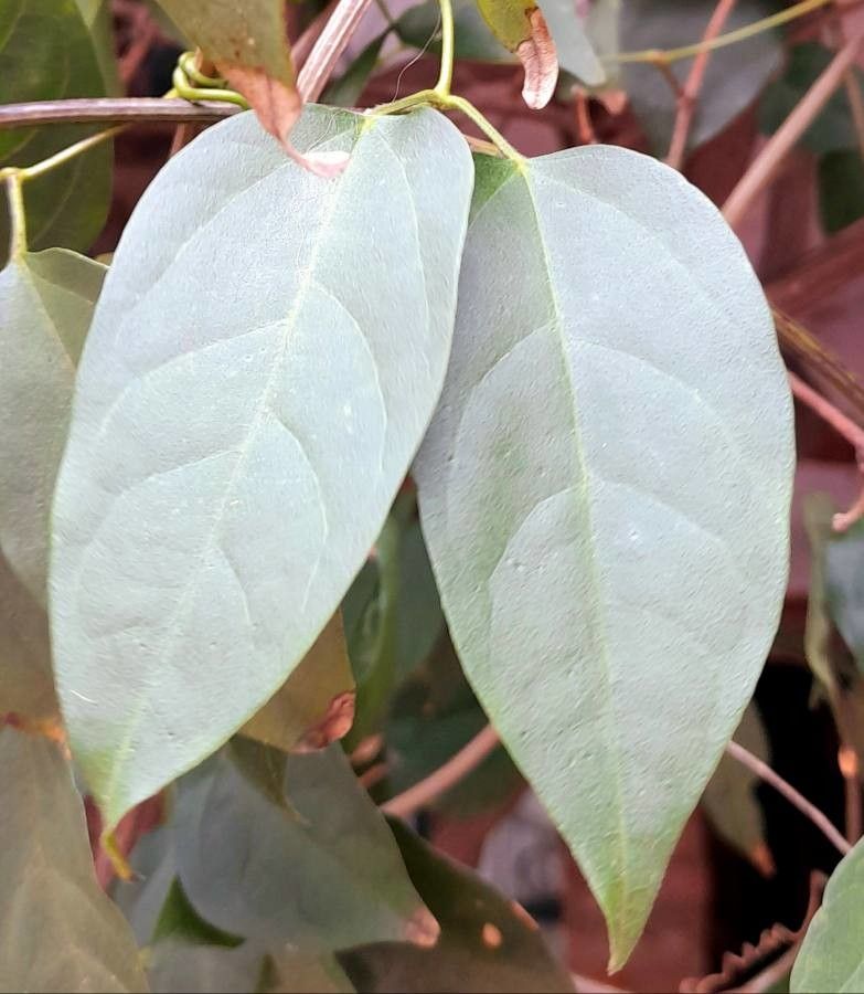 Pyrostegia venusta leaf